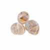 Large Empty Snail Shells (60 pcs) – From France | Premium Food TH