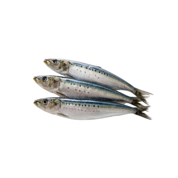 SARDINE