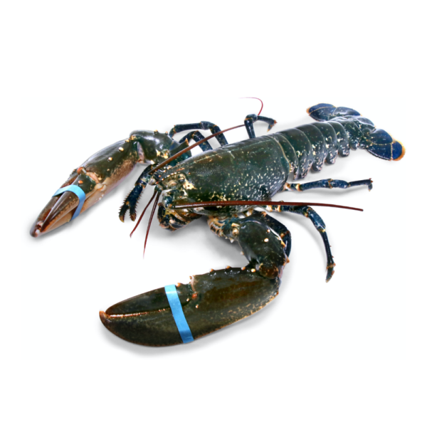 BLUE LOBSTER