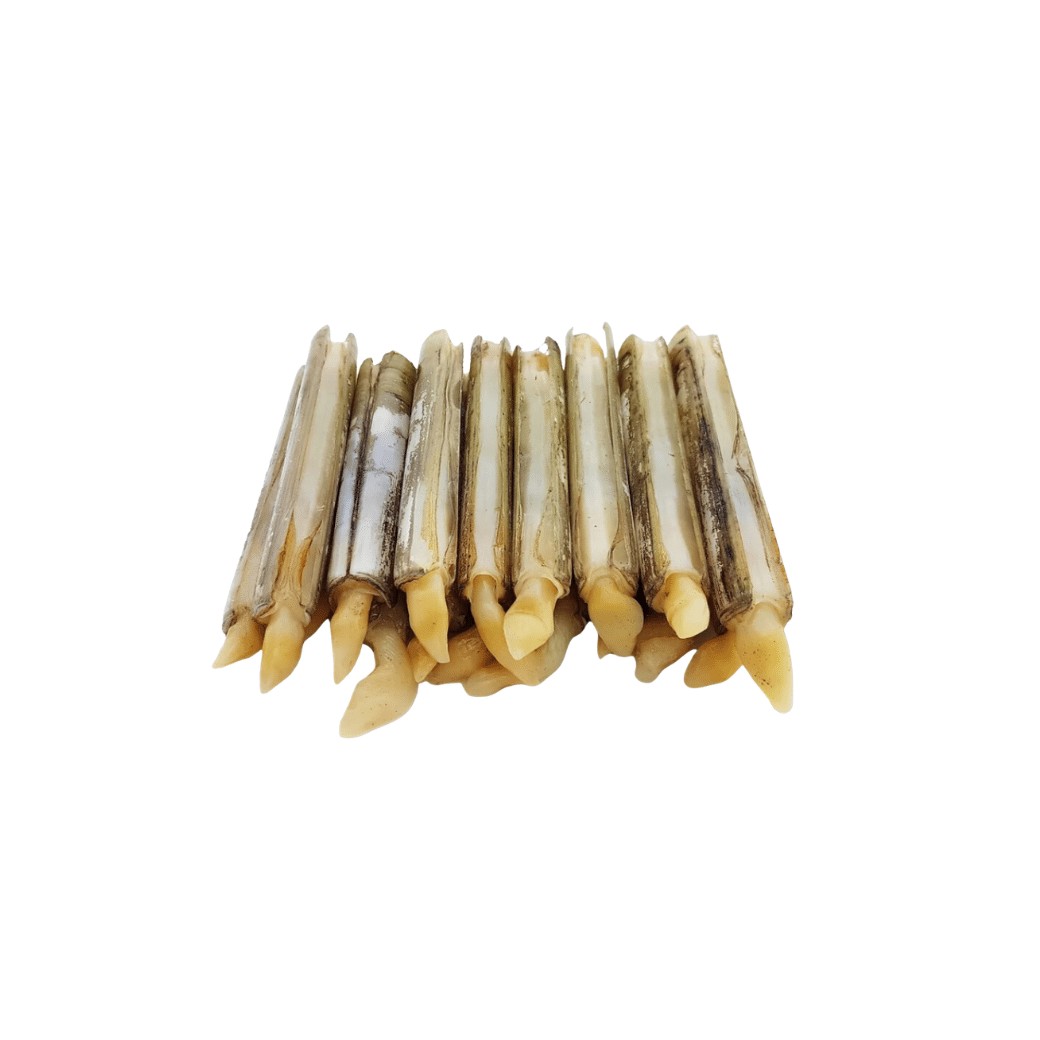 RAZOR CLAM (1kg)