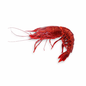 Carabineros Wild Red Prawns (8 pcs/kg) | Premium Seafood from Spain
