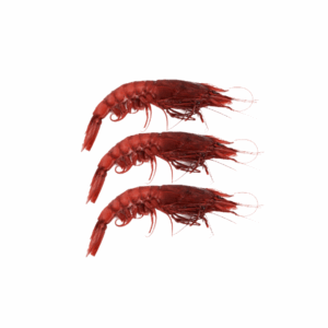 Mazara Red Prawns XL 900g | Premium Food Thailand